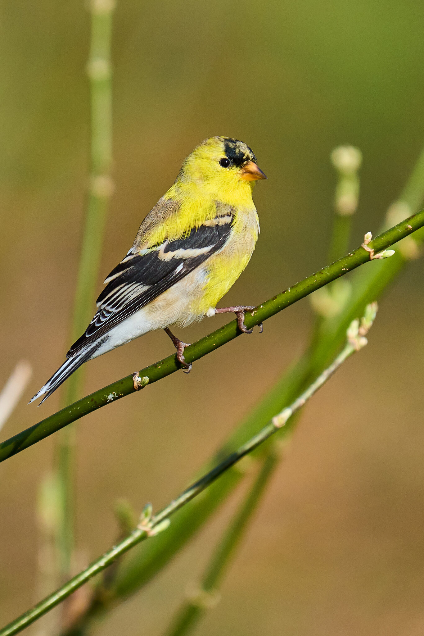 American Goldfinch - Ashland NS - 04052026 - 05.jpg
