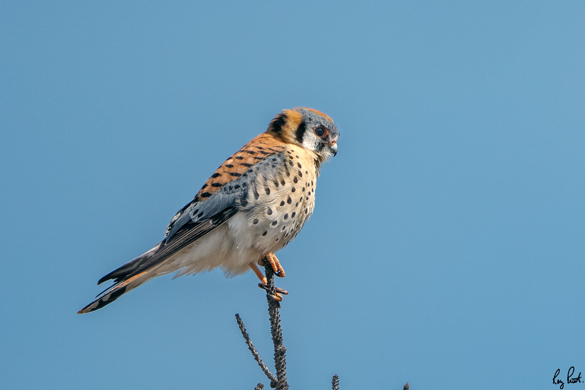 American-Kestrel-1430.jpg