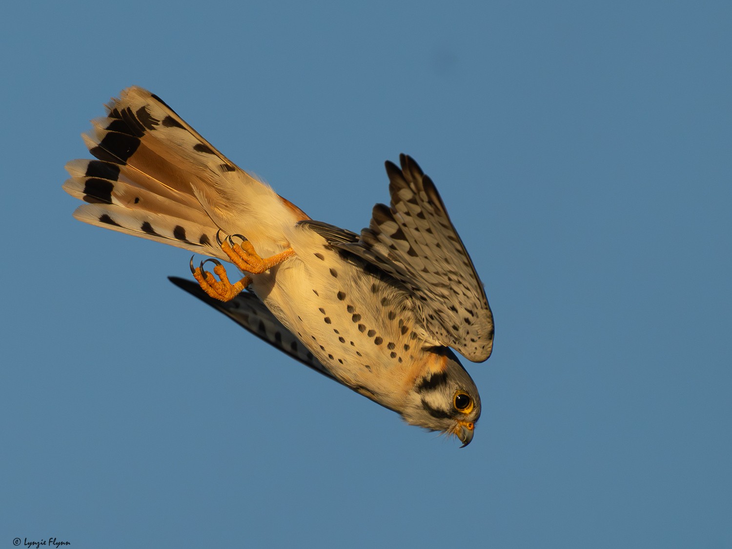 American Kestrel 6028.jpg
