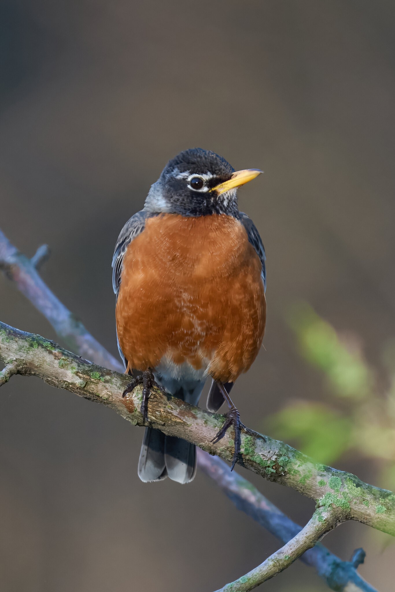 American Robin - Brandywine - 04042026 - 02.jpg