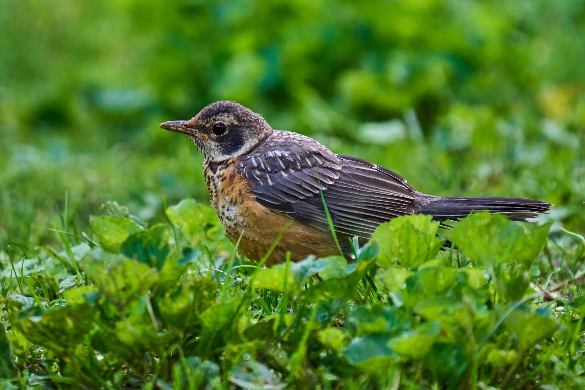 American Robin - Brandywine - 05252025 - 01 - DN.jpg