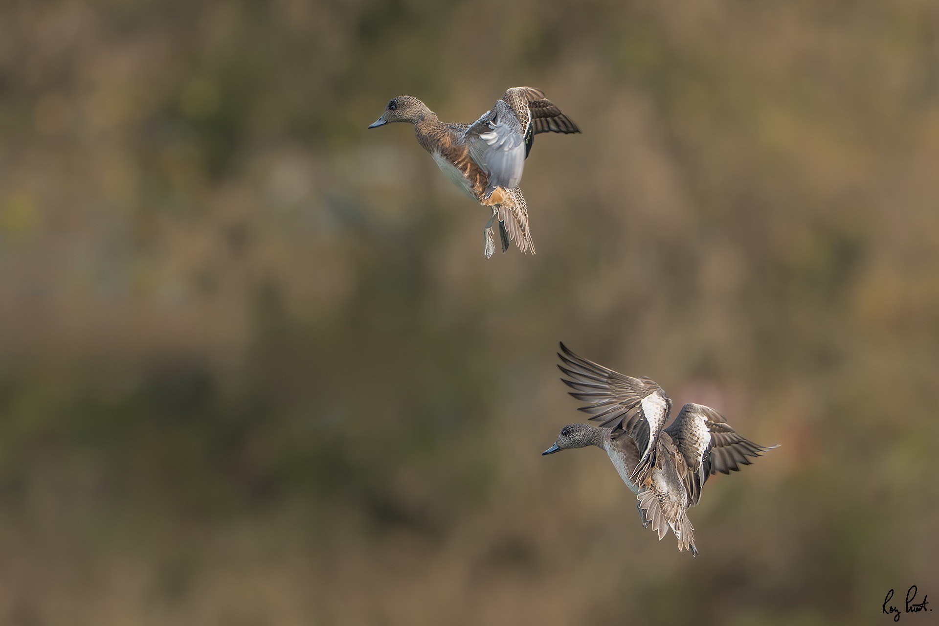 American-Wigeon-120031.jpg