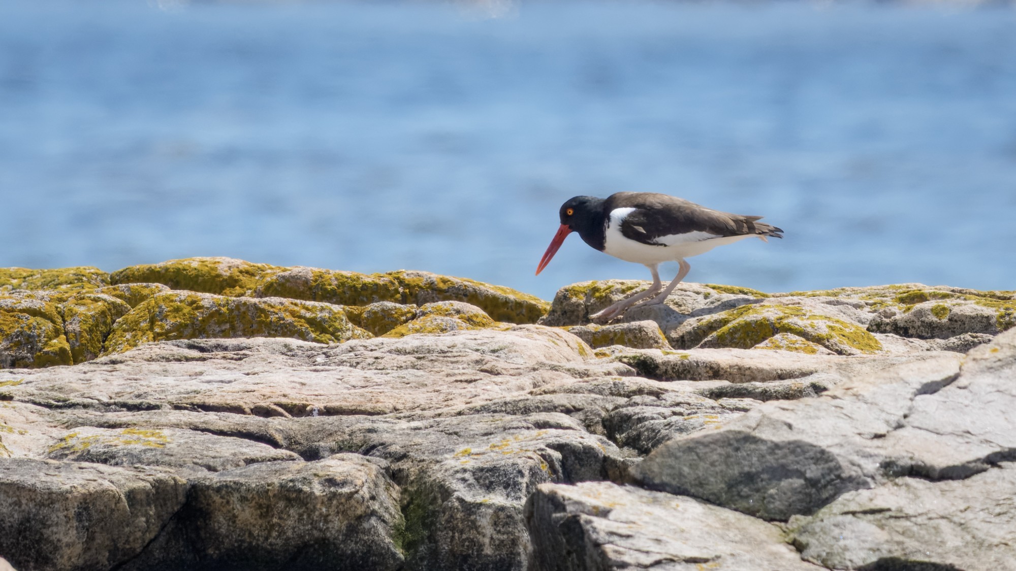 AmericanOystercatcher01.jpg