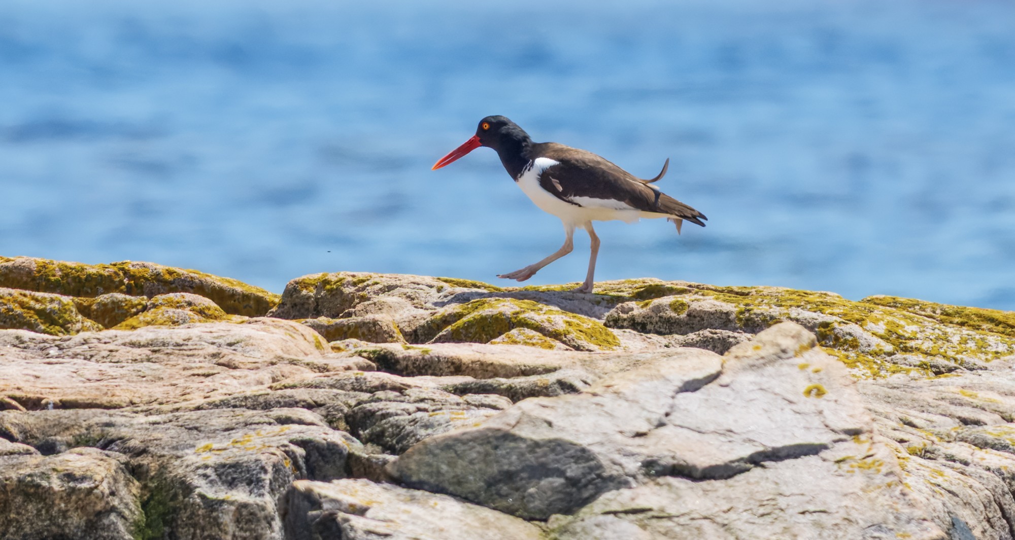 AmericanOystercatcher02.jpg