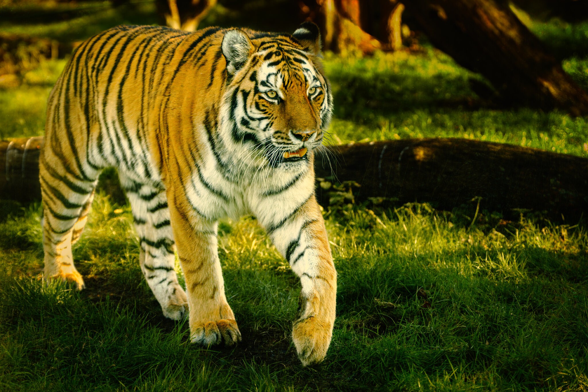 Amur Tiger (3).jpg