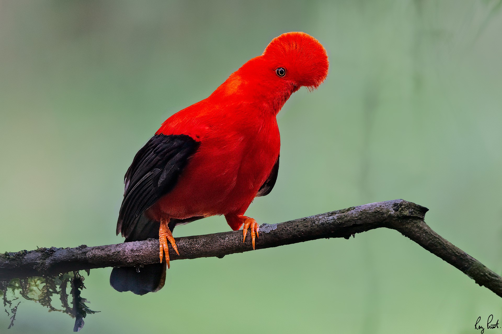 Andean-Cock-of-the-Rock-_DSC6030-Edit.jpg