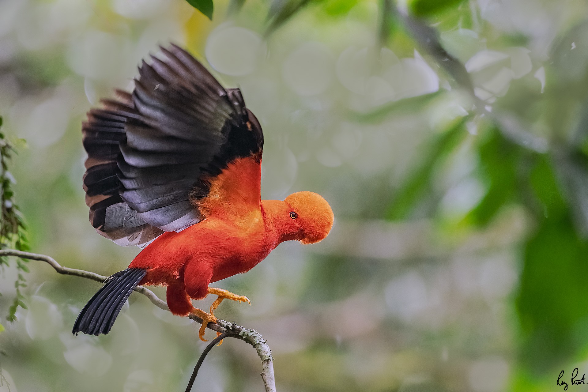 Andean-Cock-of-the-Rock-_DSC7414.jpg
