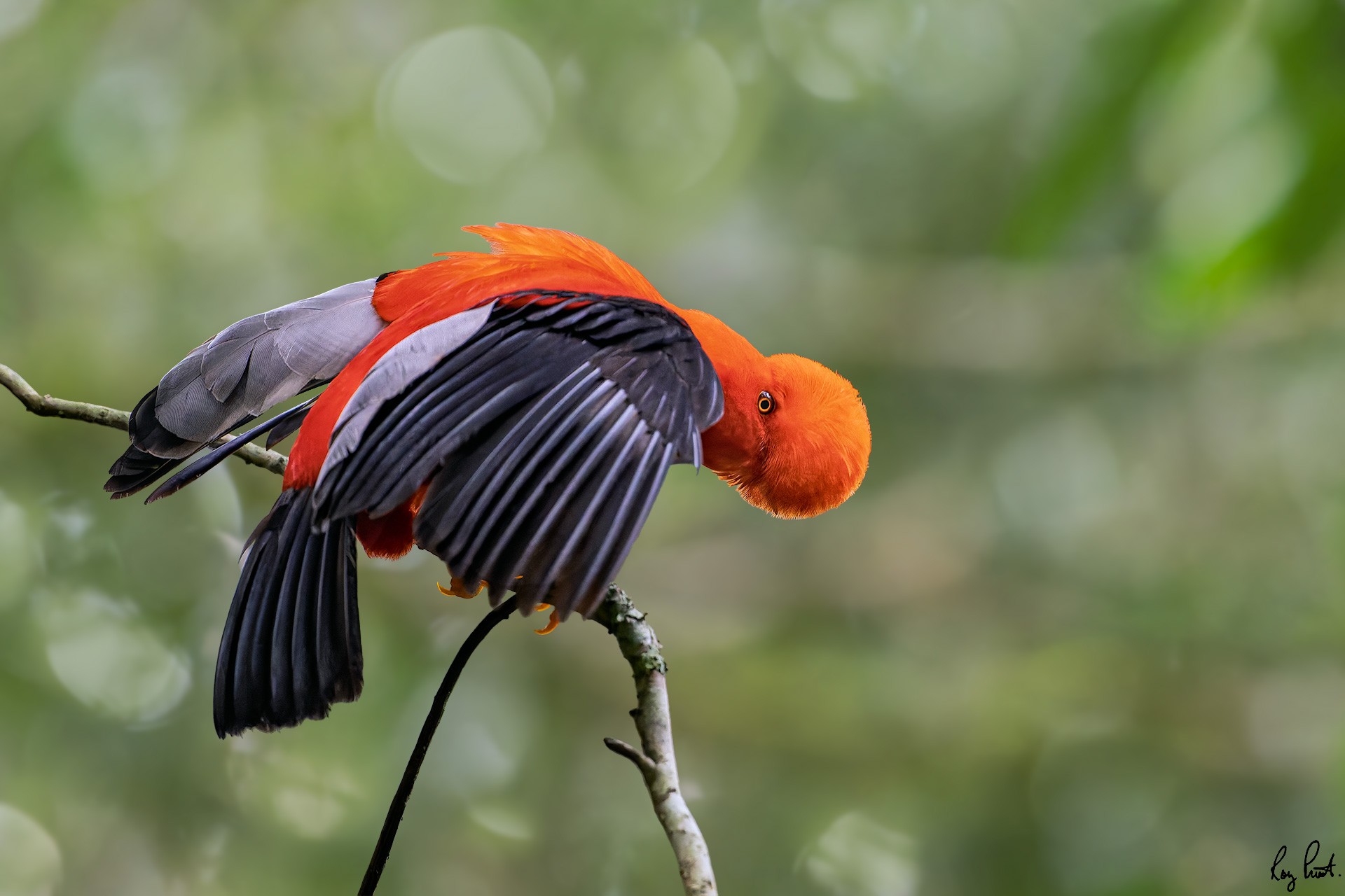 Andean-Cock-of-the-Rock-_DSC7423.jpg