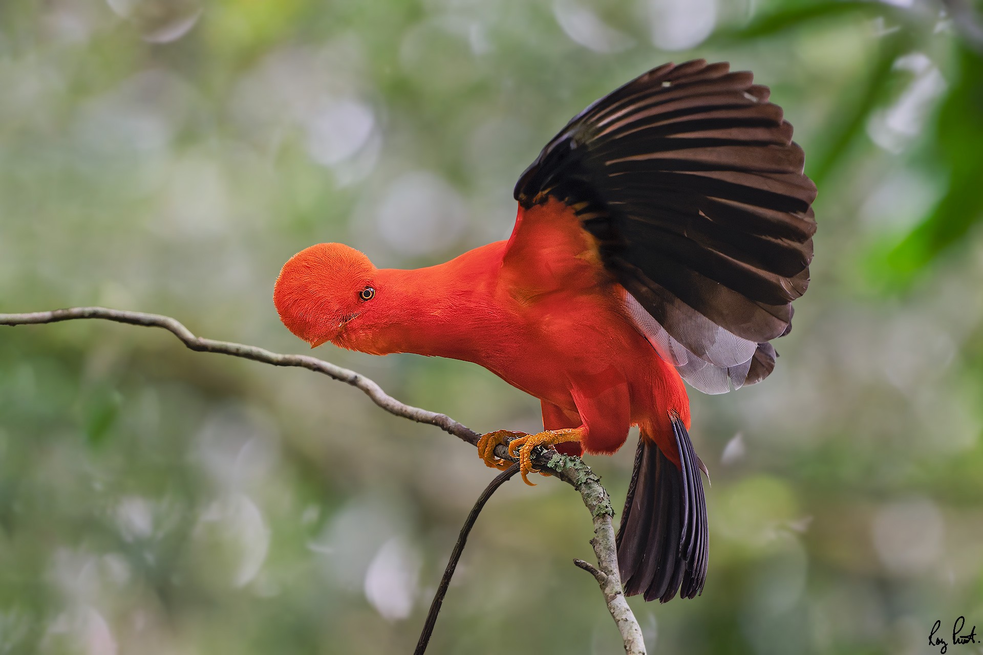 Andean-Cock-of-the-Rock-_DSC7589.jpg