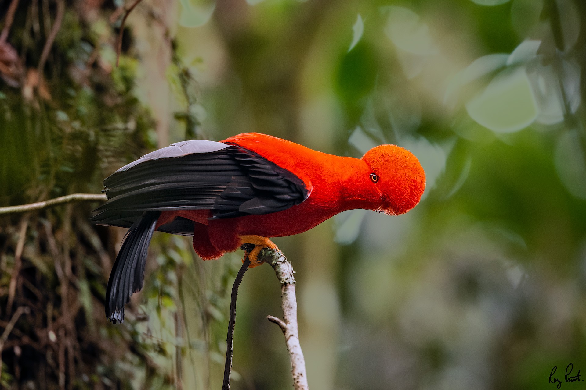 Andean-Cock-of-the-Rock_DSC5300-Edit.jpg