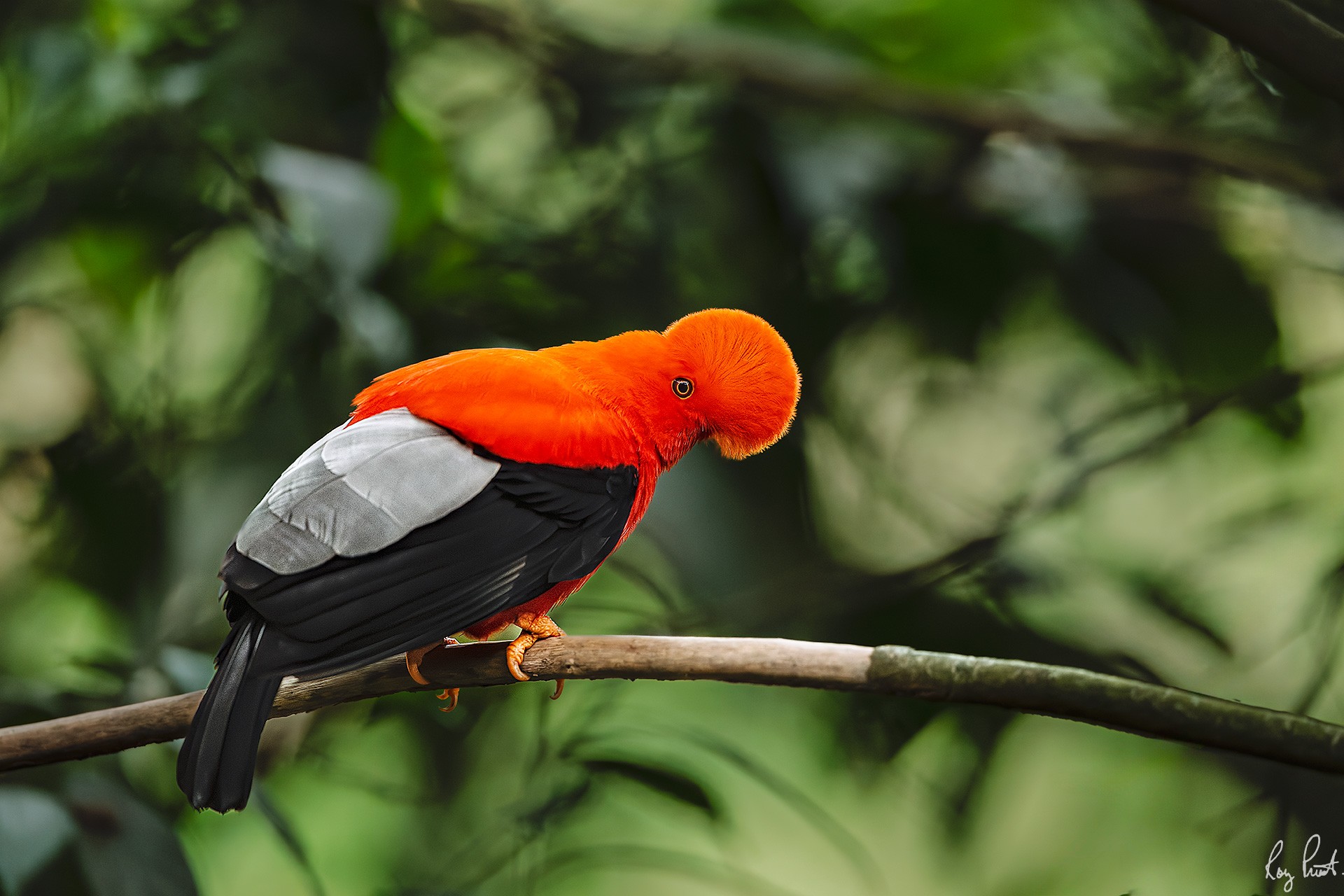 Andean-Cock-of-the-Rock_DSC5767-Edit.jpg