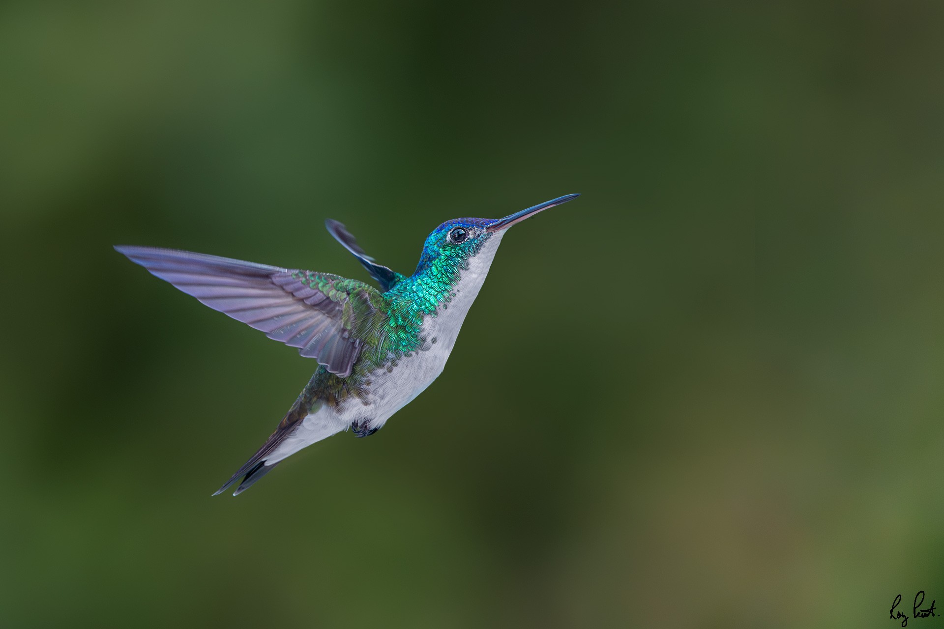 Andean-Emerald_DSC2954-Edit.jpg