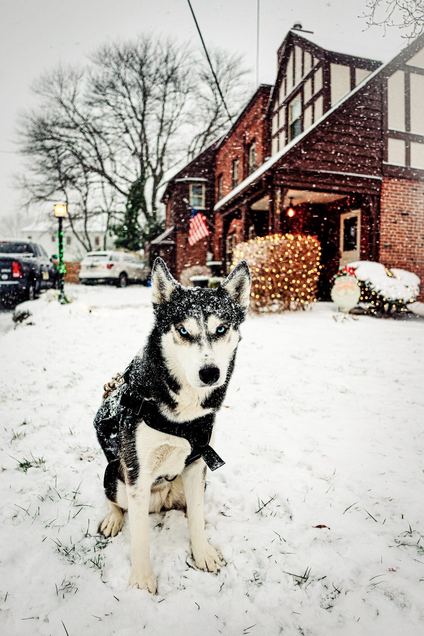 Andrew_Simcox_Weather_Husky.jpg