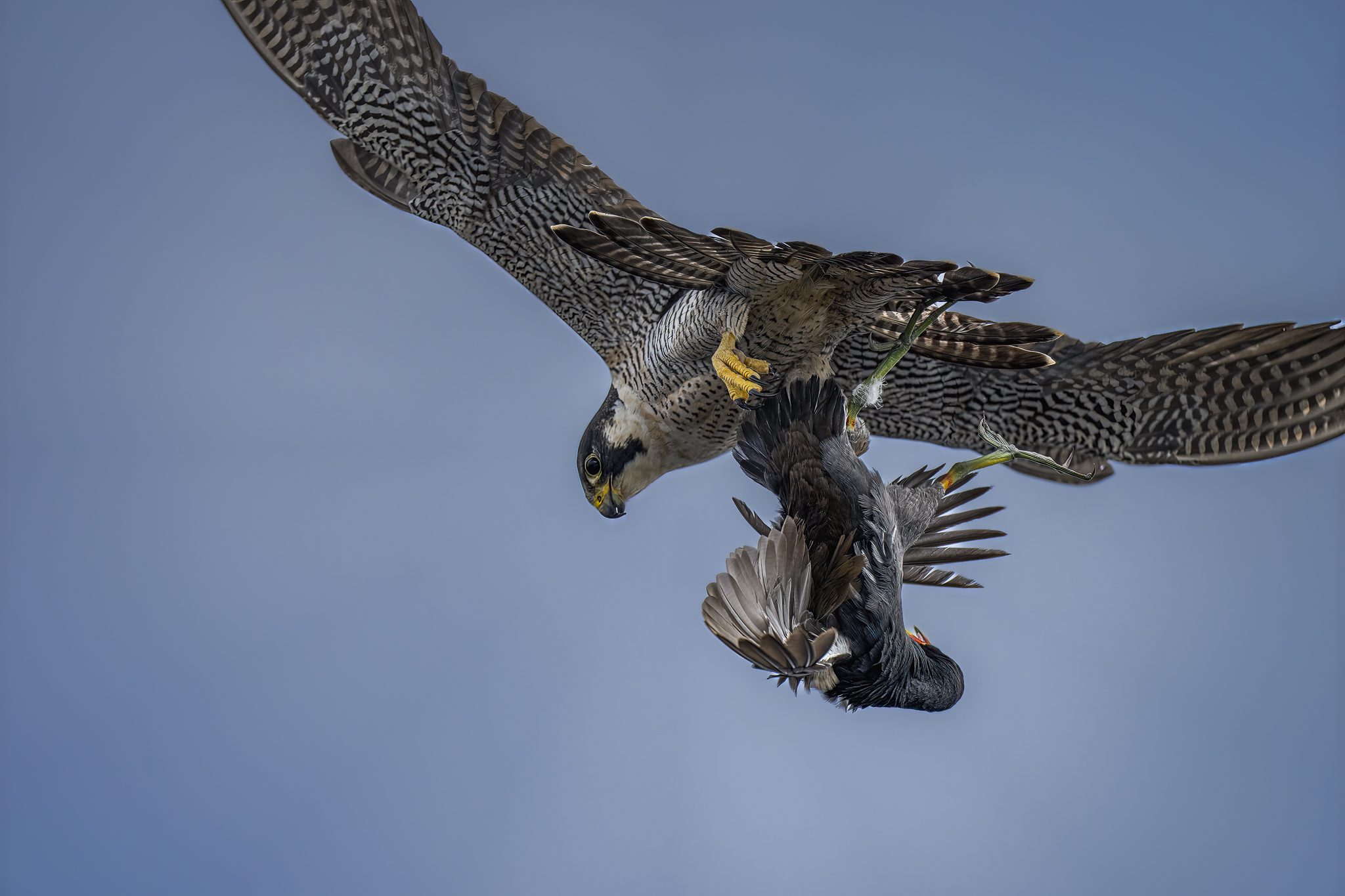 Angiebirmingham_falcon and coot-265.jpg