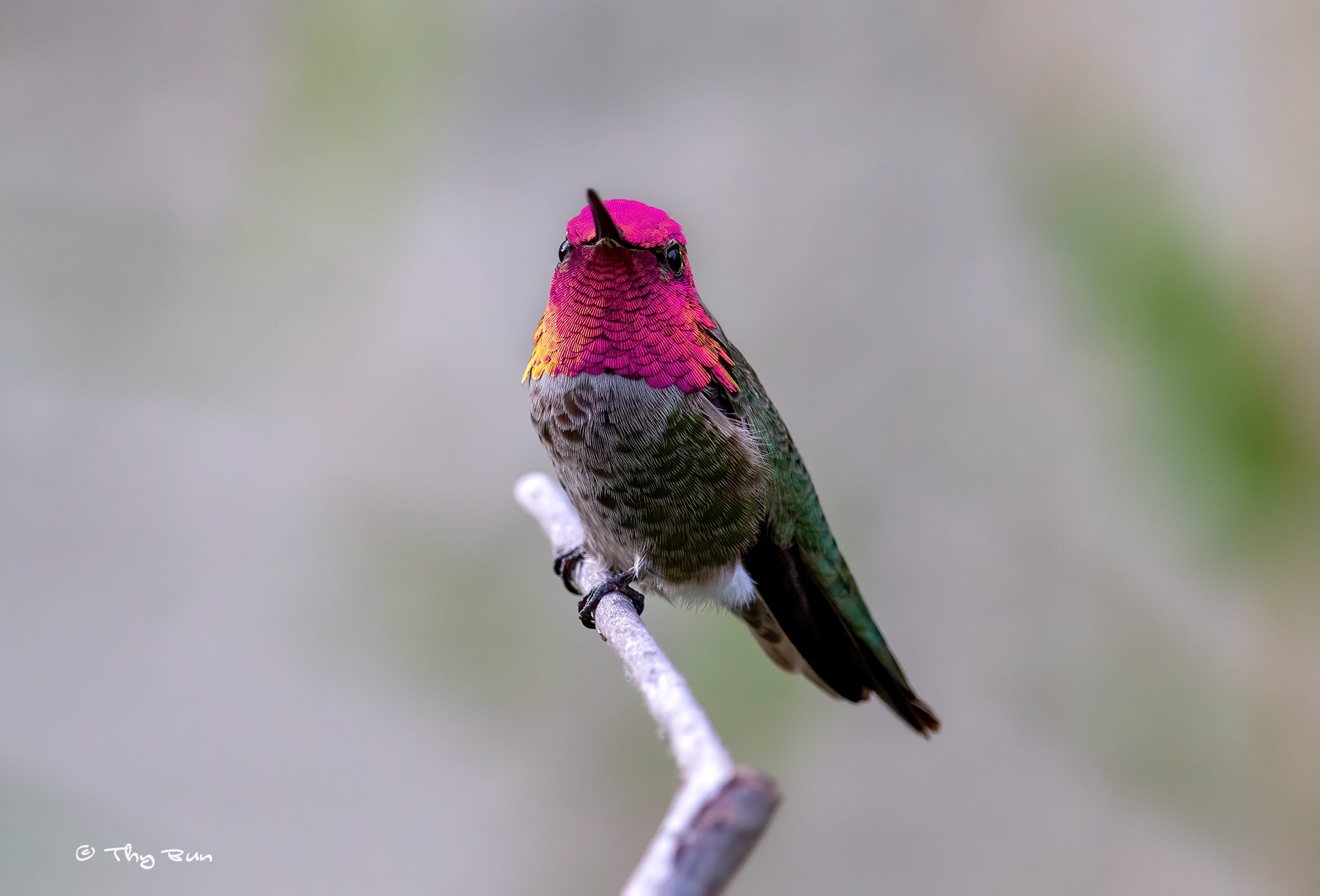 Anna's hummingbird 01-16.jpg