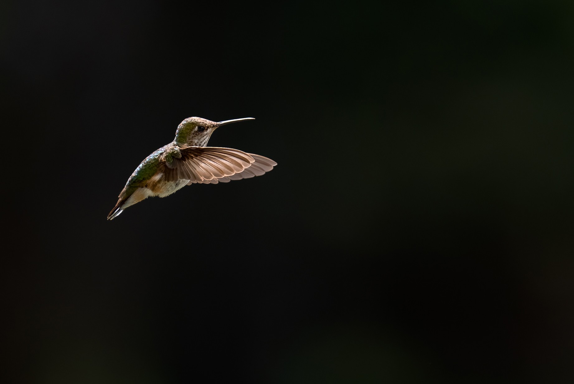 Annas_Hummingbird.jpg