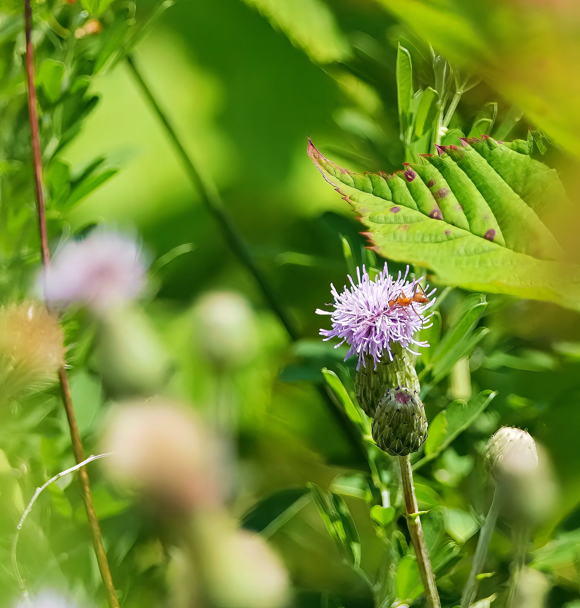 Ant Flower.jpg