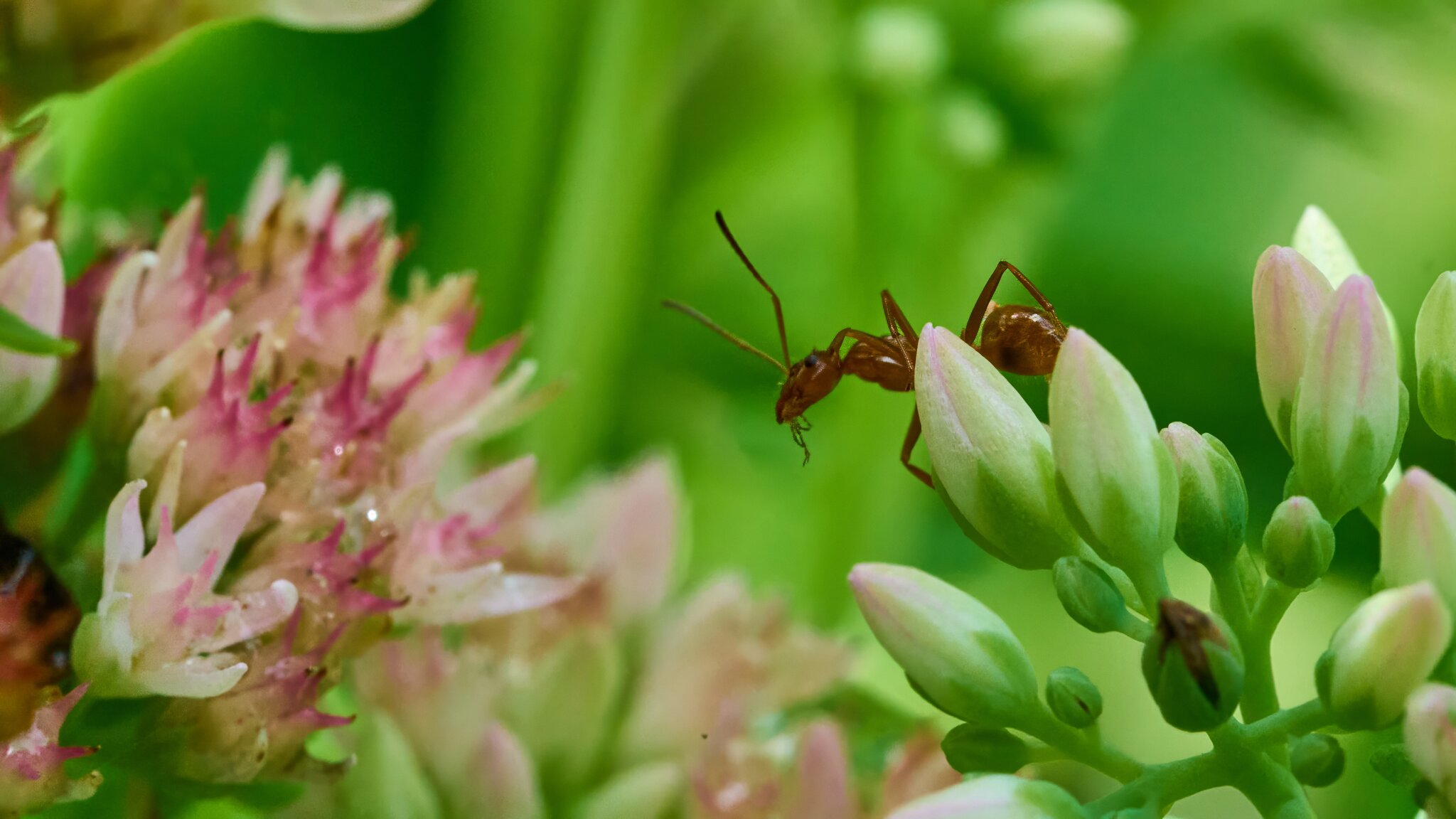 Ant - Home - 07272025 - 03 - DN.jpg
