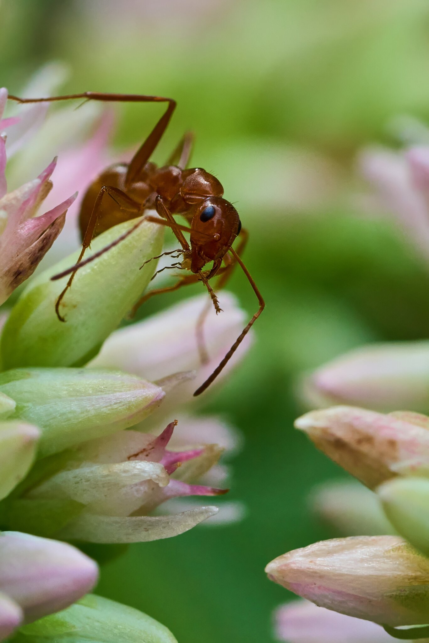 Ant - Home - 07272025 - 04 - DN.jpg