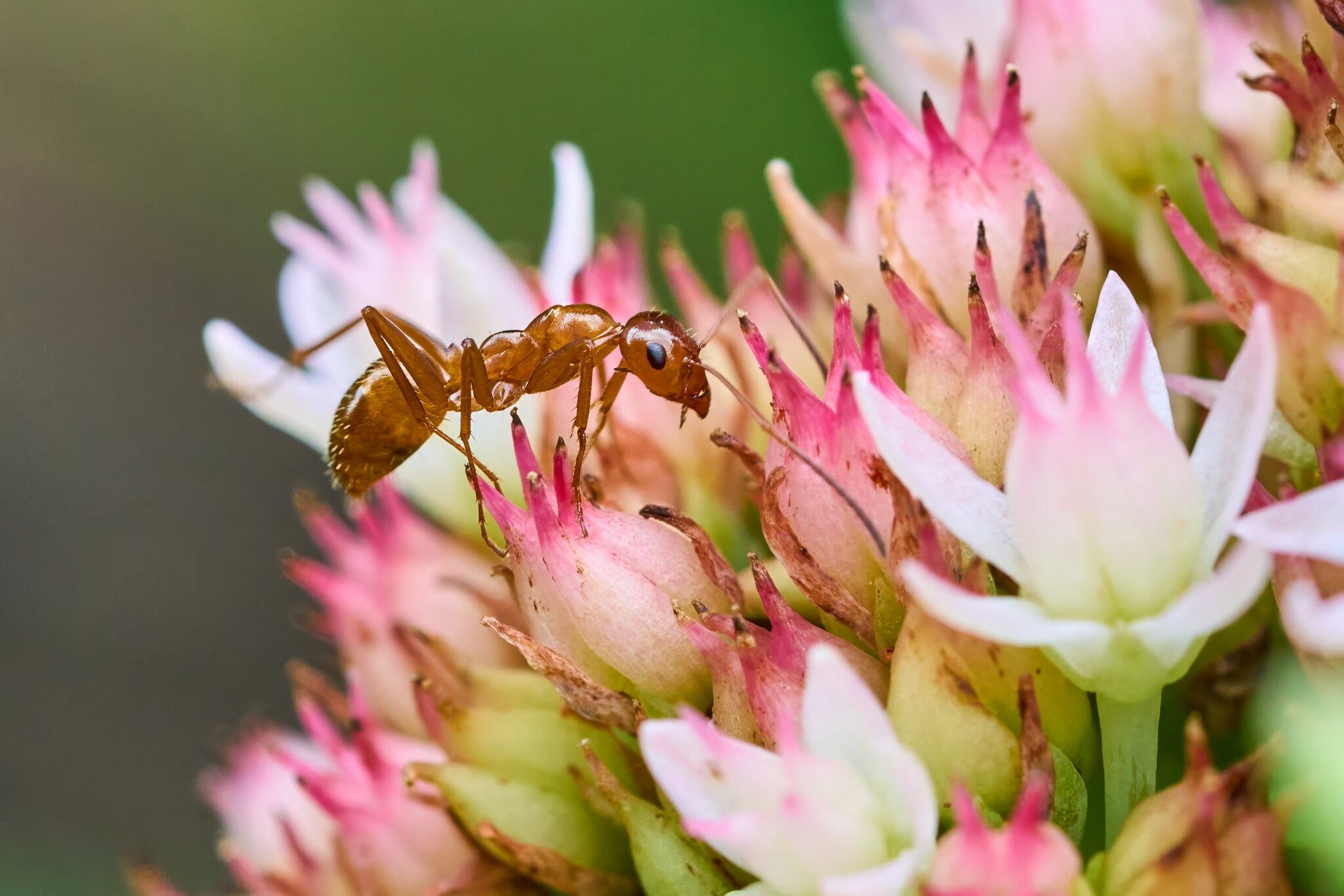 Ant - Home - 07272025 - 06 - DN.jpg