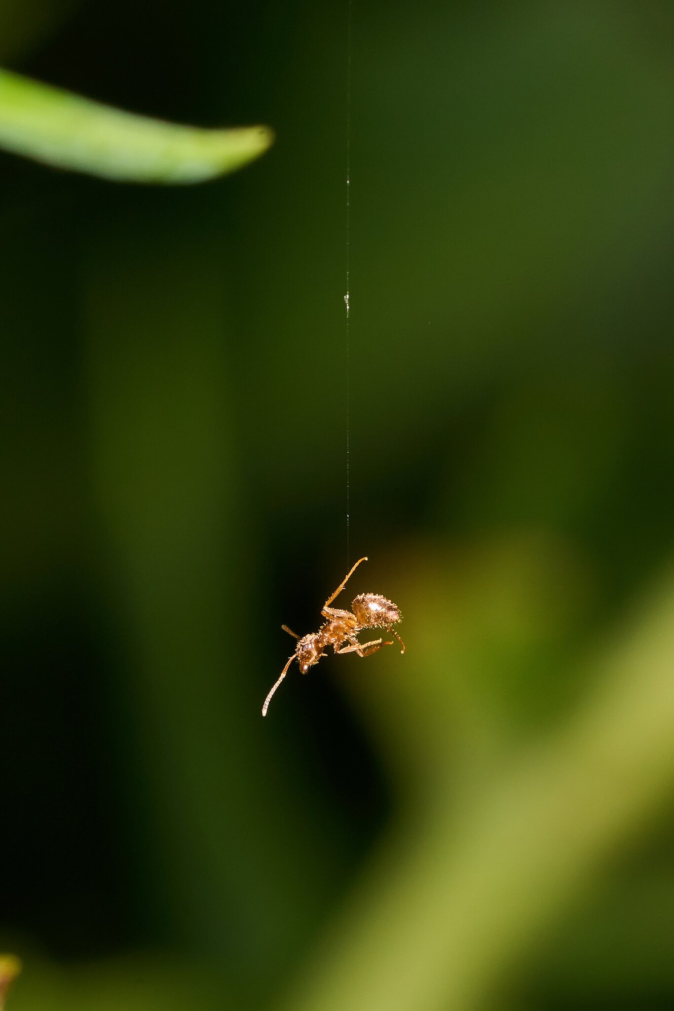 Ant - Home - 08022025 - 01 - DN.jpg