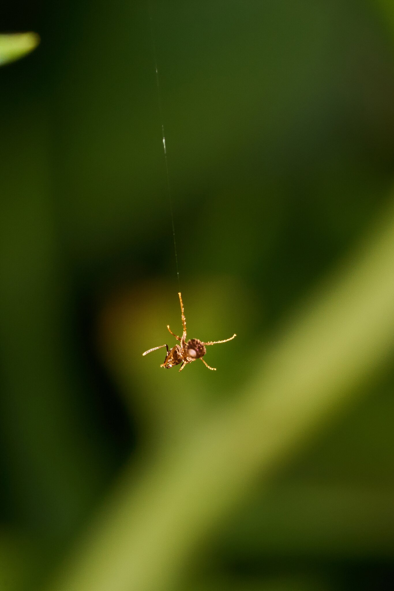 Ant - Home - 08022025 - 02 - DN.jpg