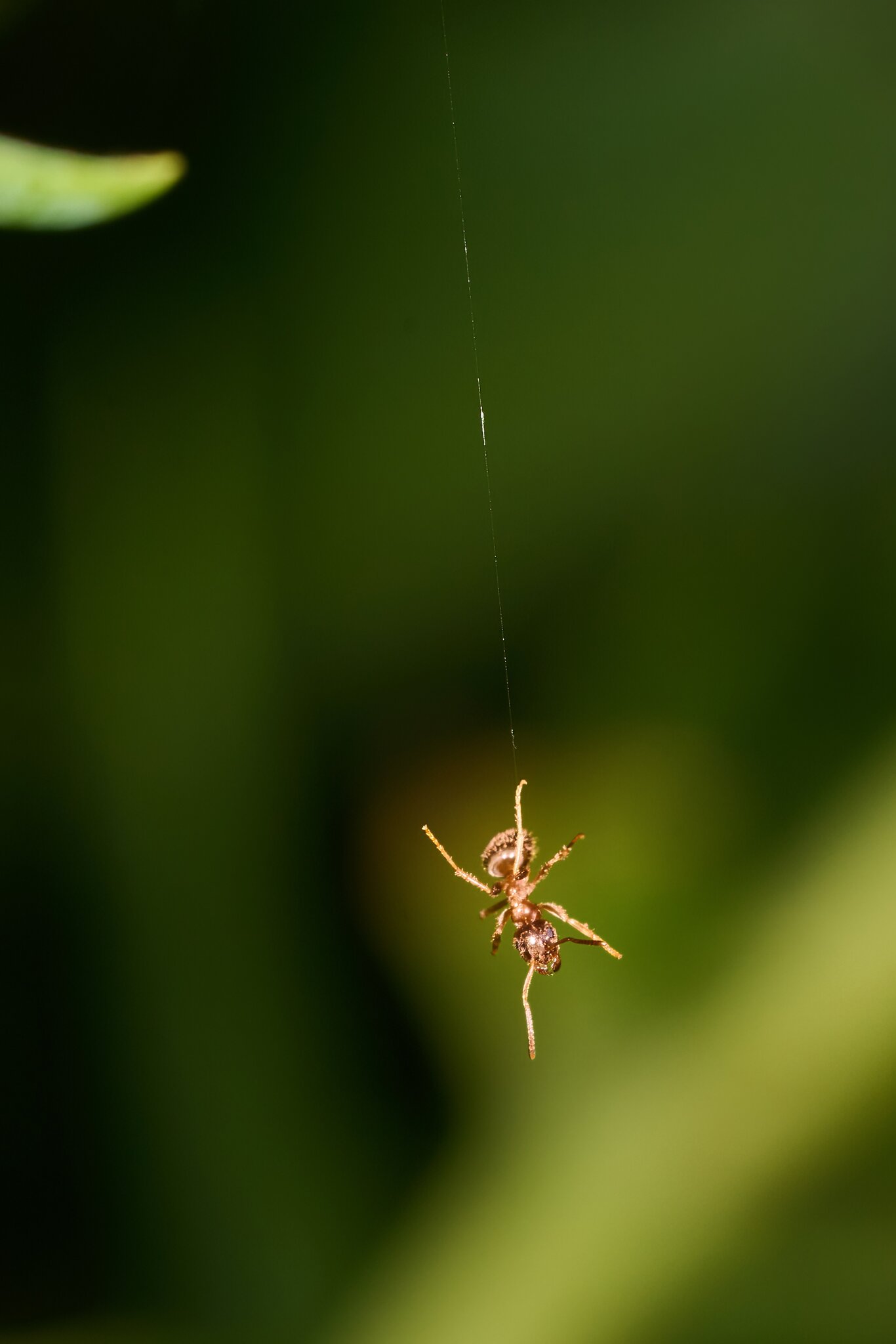 Ant - Home - 08022025 - 03 - DN.jpg