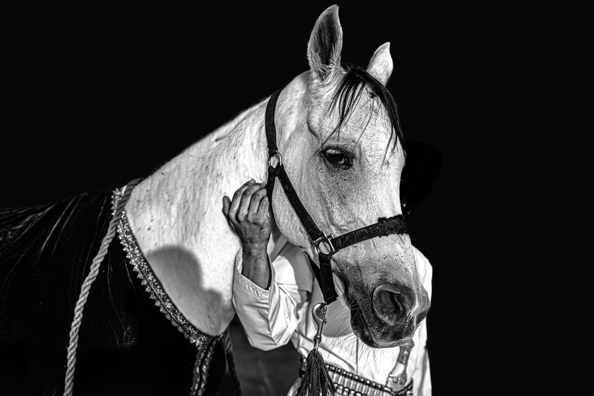 Arabian horse.jpg