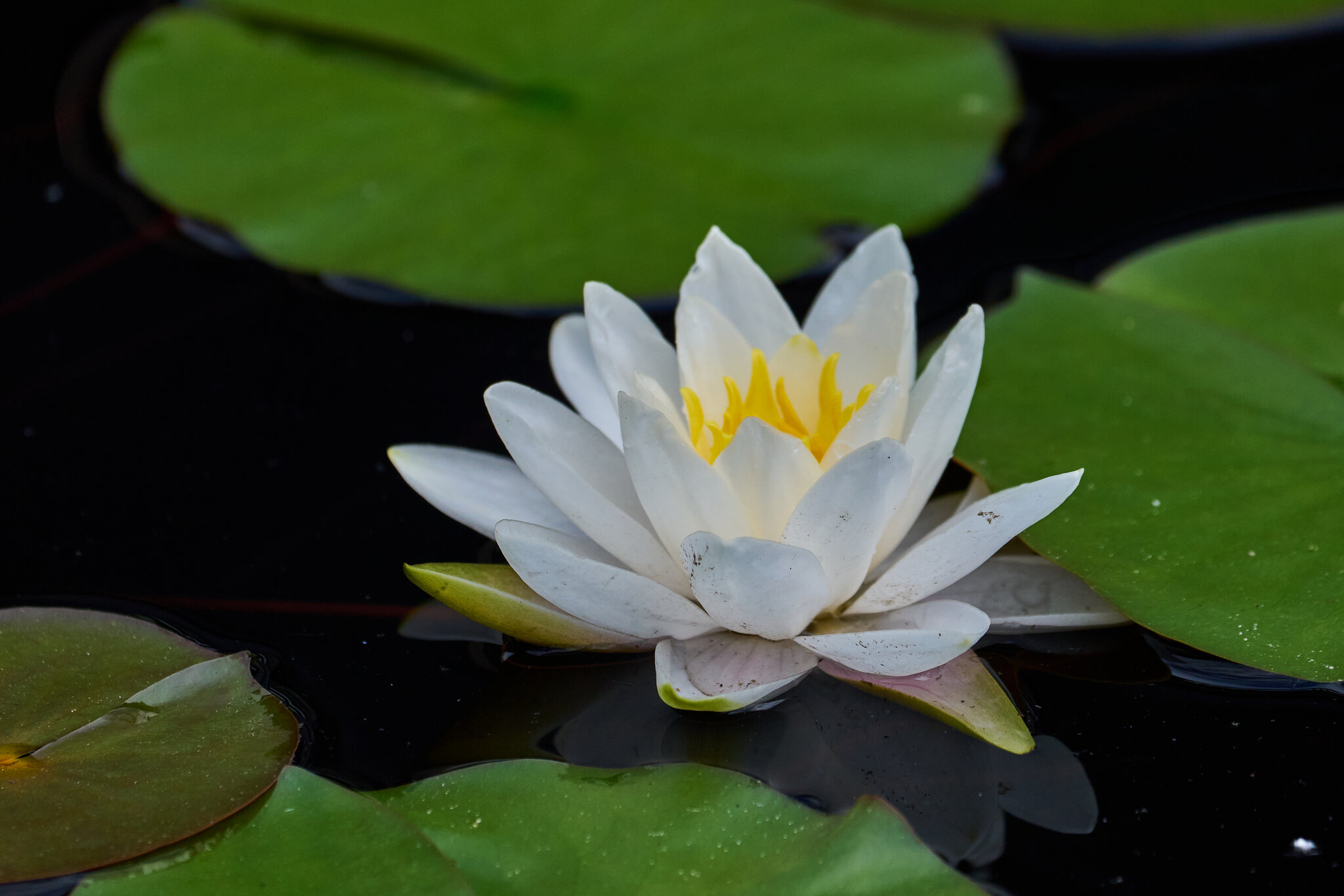 Arc-en-ciel Waterlily - Longwood - 05242025 - 01.jpg