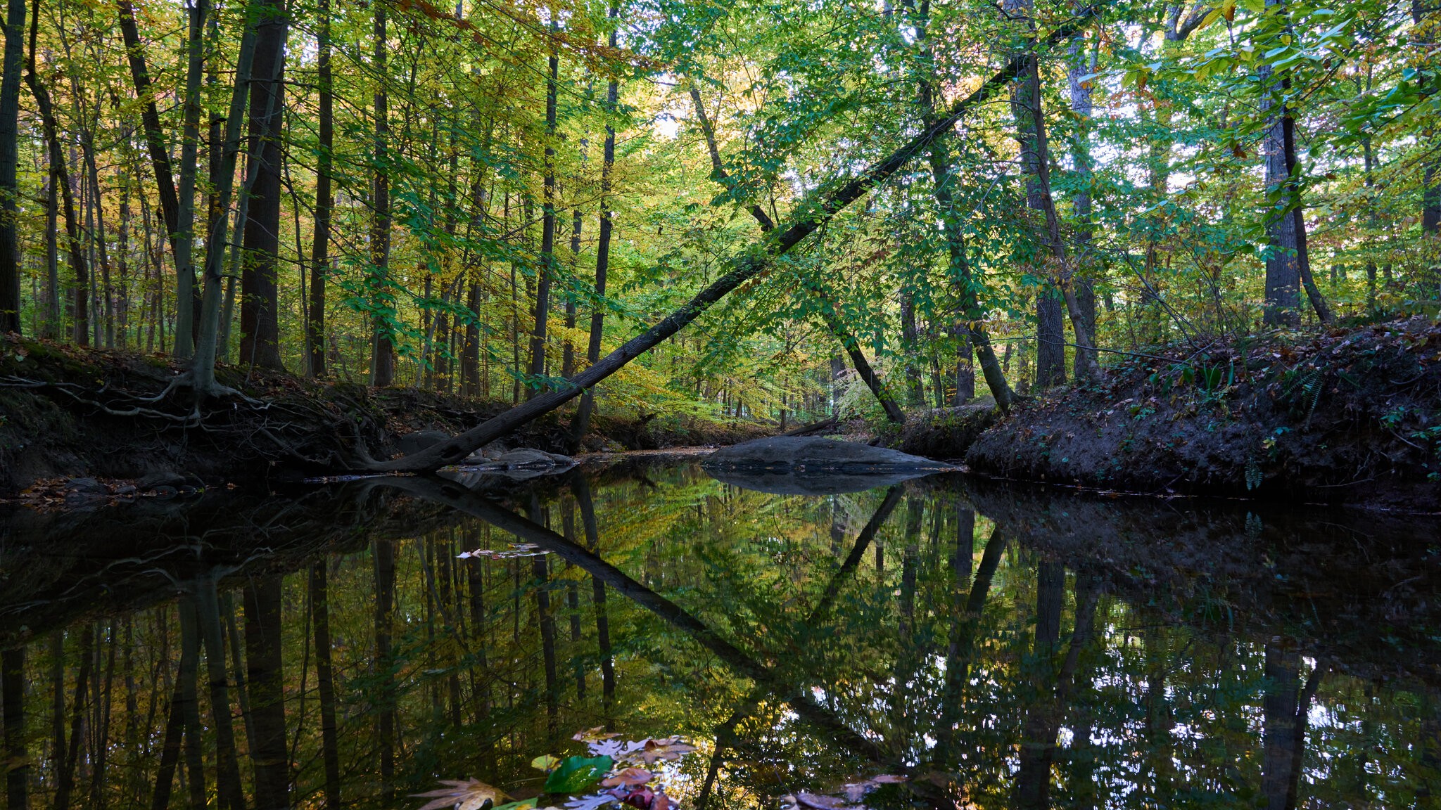 Arden Woods - Arden Woods - 10202024 - 01.jpg
