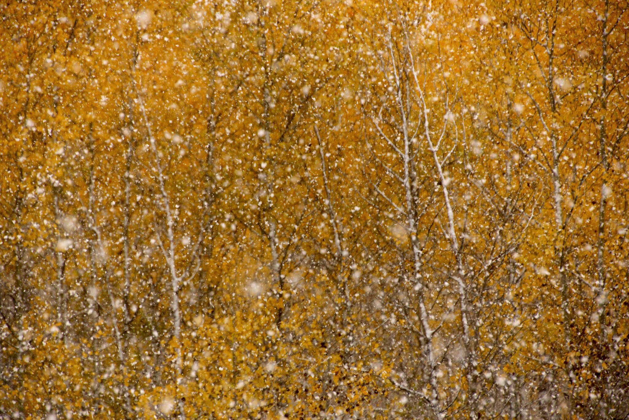 aspens_snow_mom.jpg