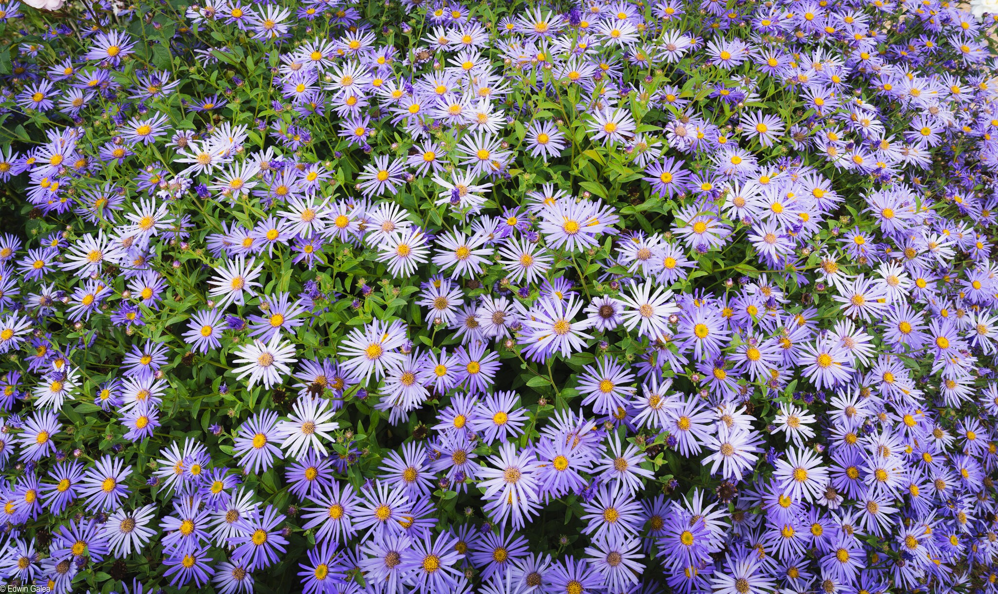 Aster_greenwichpark_rosegarden-1.jpg