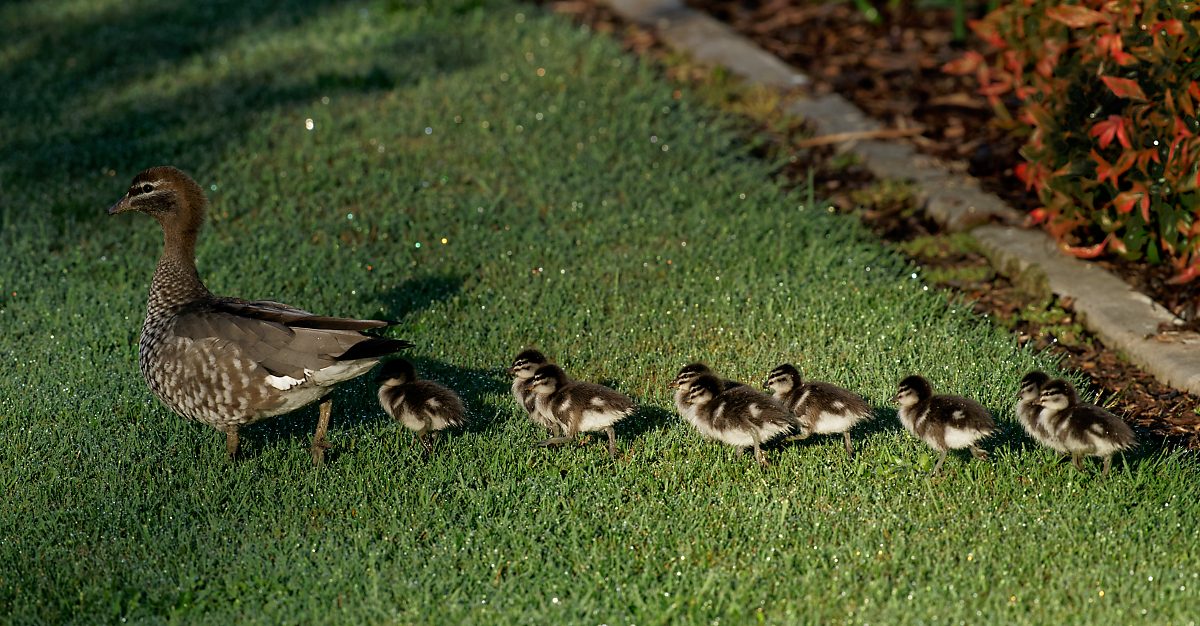 Australian Wood Duck f and chicks (20).jpg