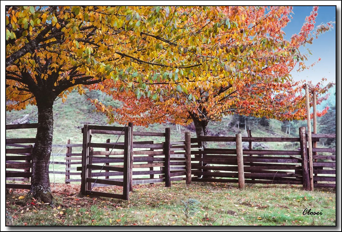 Autum pens.jpg