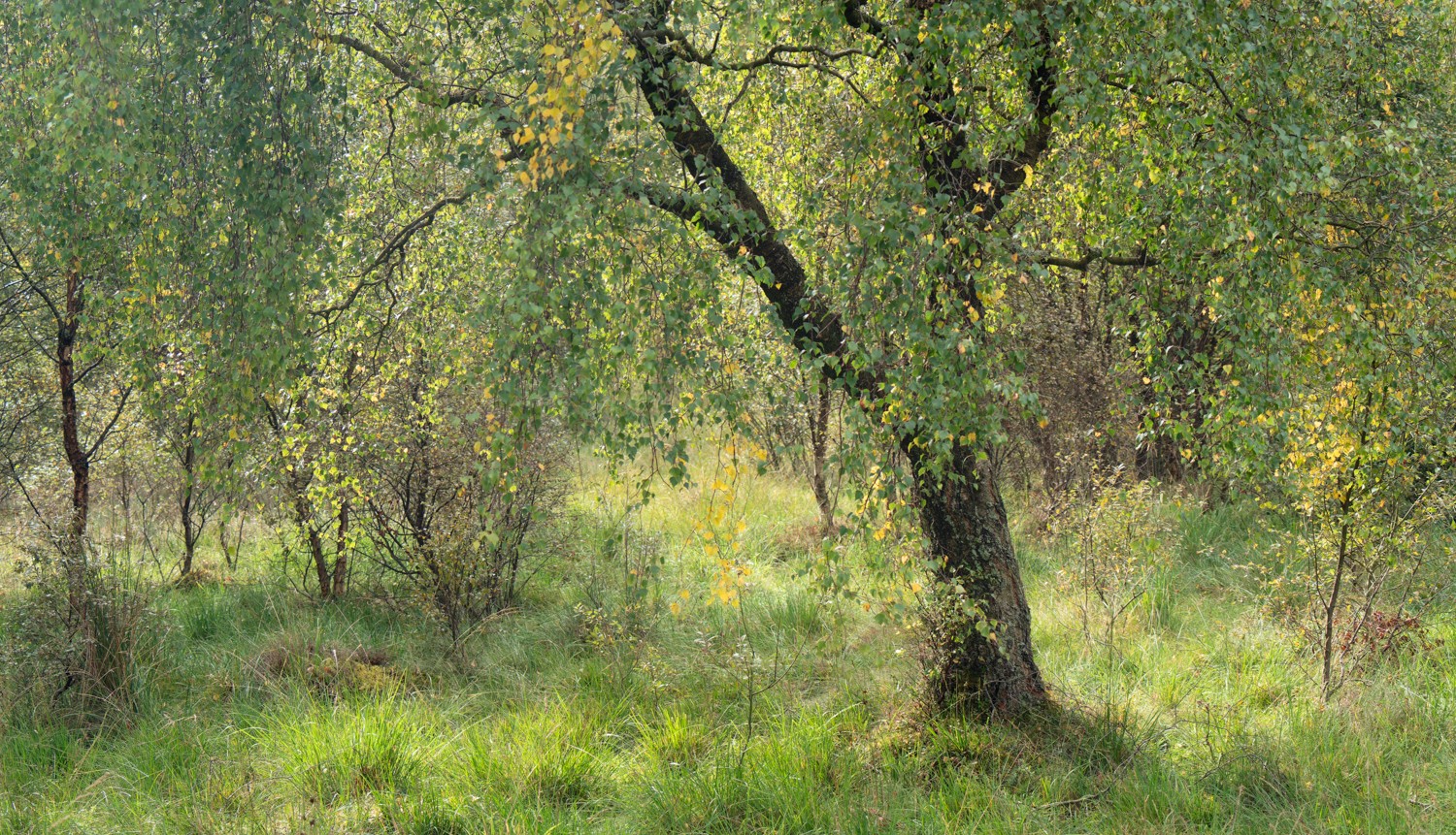 Autumn Arrival.jpg