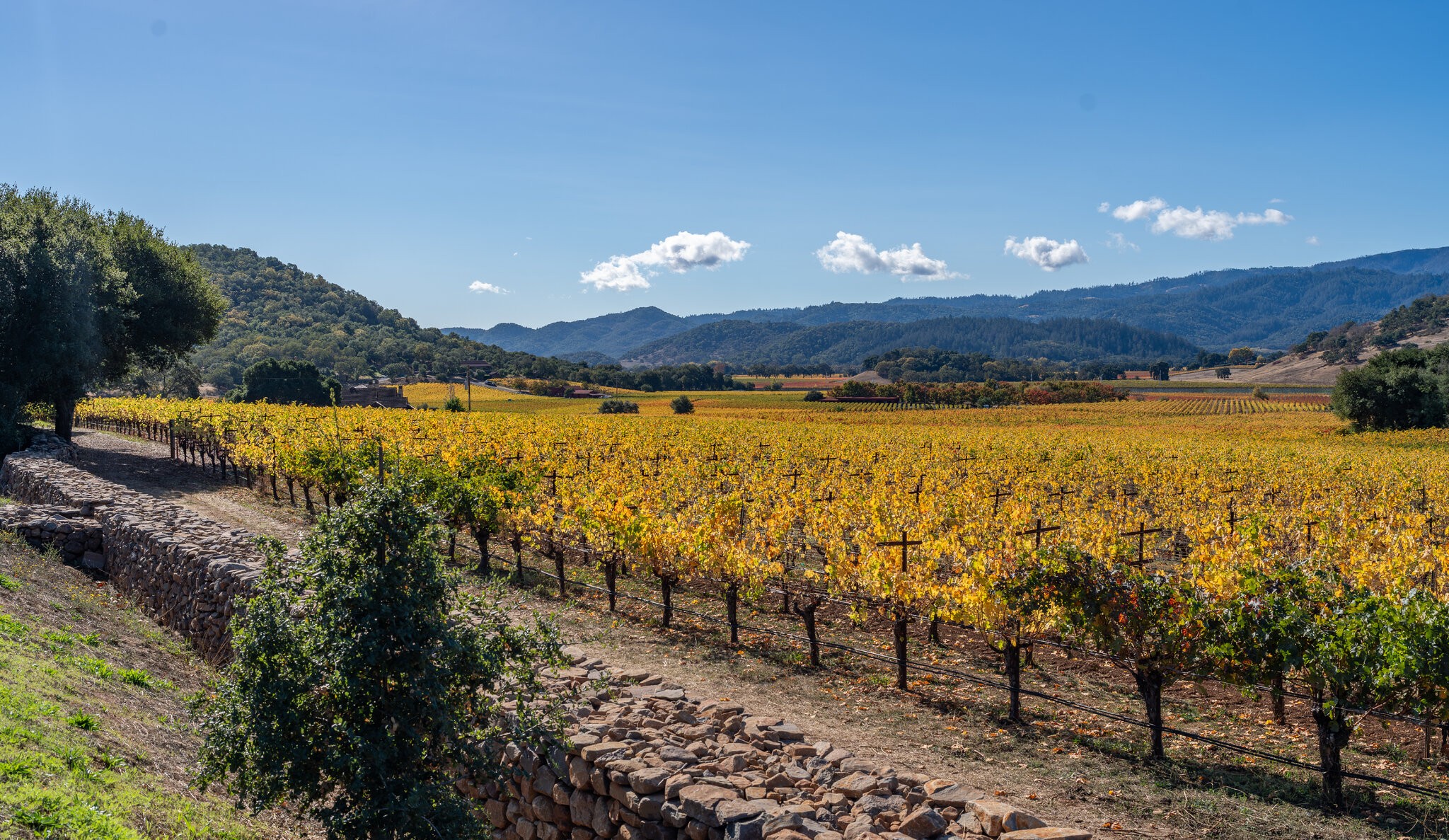 Autumn in  the Napa Valley.jpg