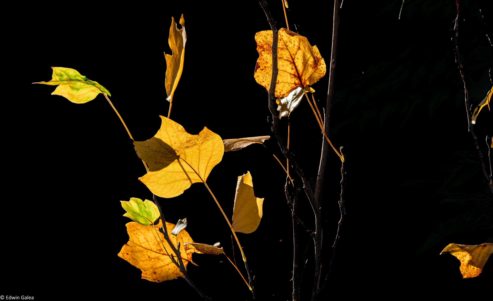 autumn_leaves_hdr-10.jpg