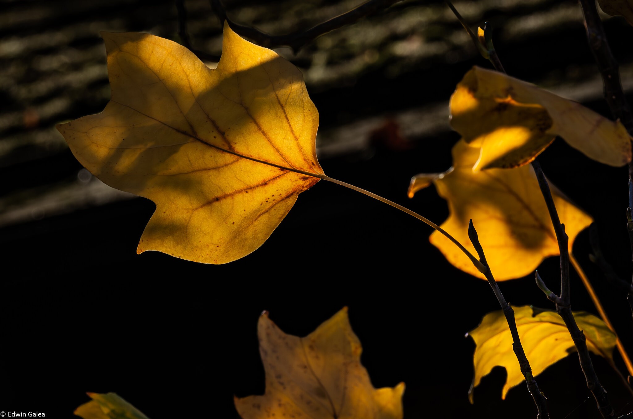 autumn_leaves_hdr-13.jpg