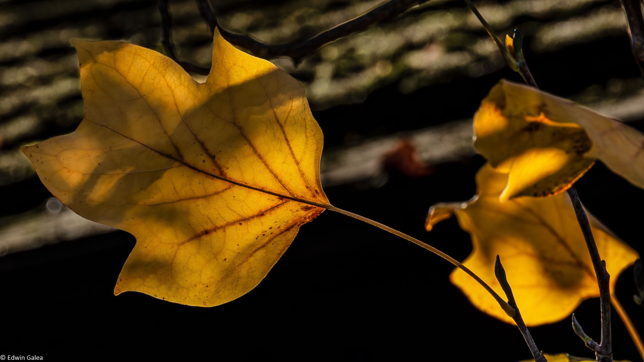 autumn_leaves_hdr-17.jpg