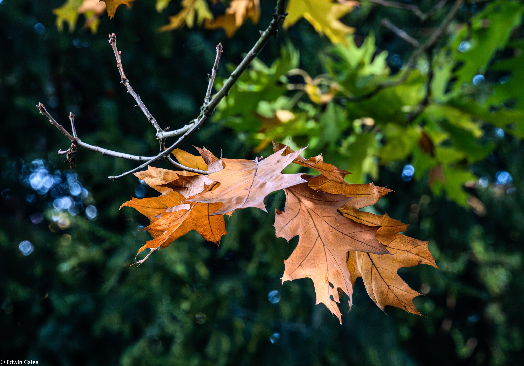 autumn_leaves_hdr-3.jpg