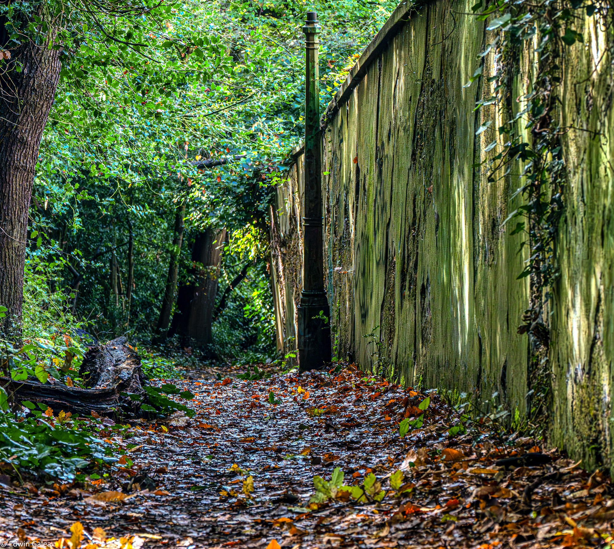 autumn_path_oxleyswood_hdr-3_edited.jpg