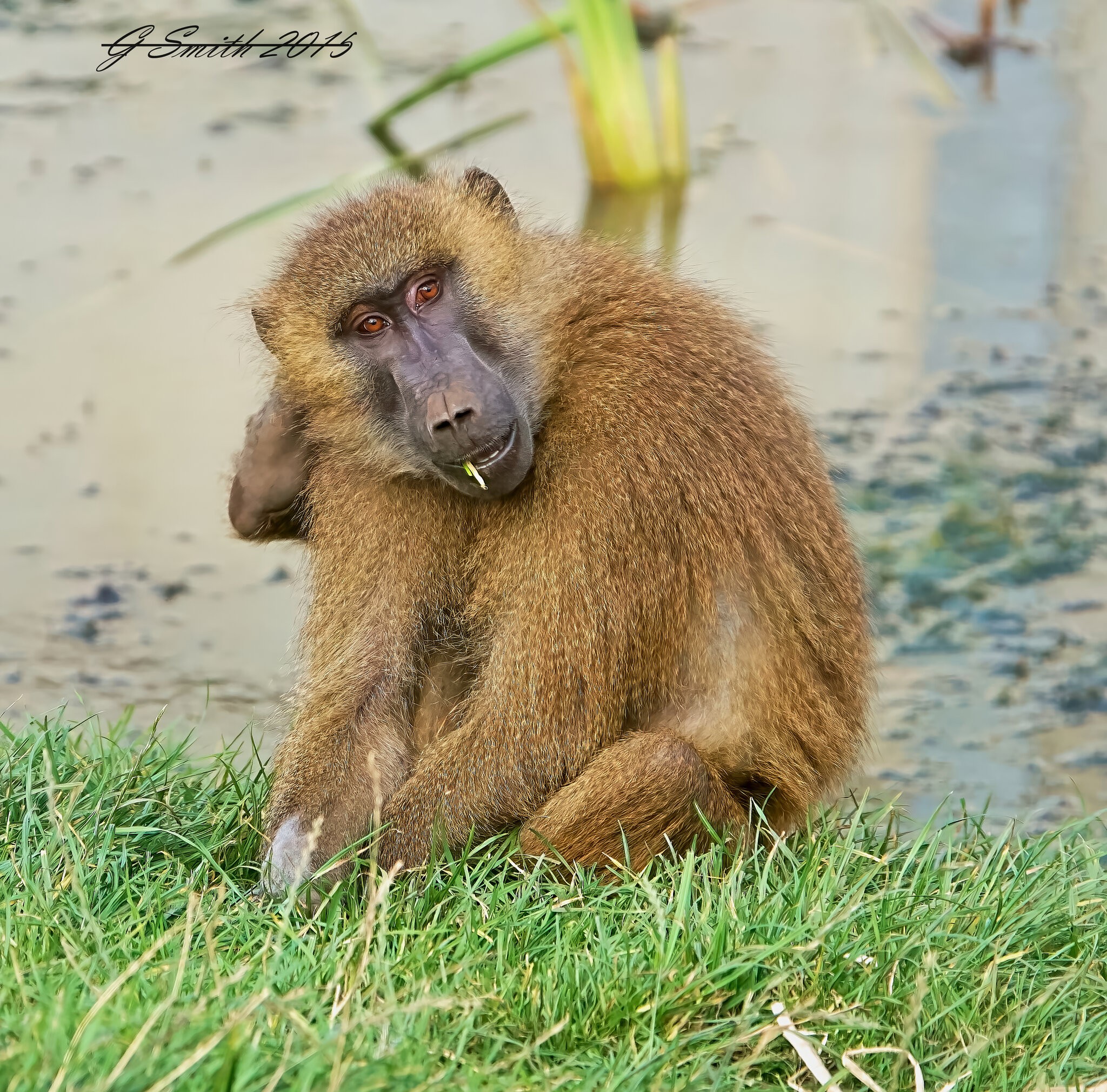 baboon 2015 2.jpg