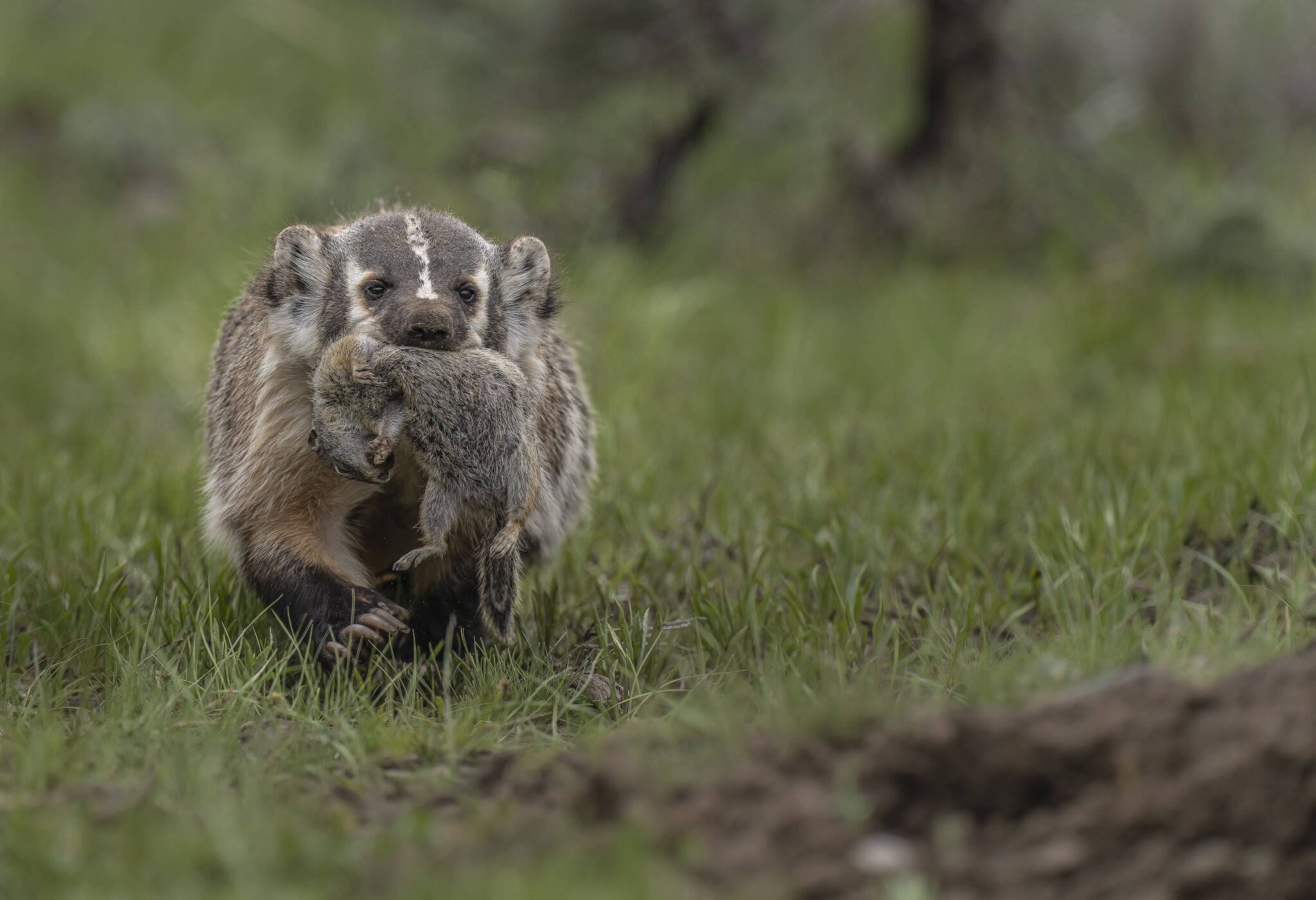 Badger with squirrel -.jpg