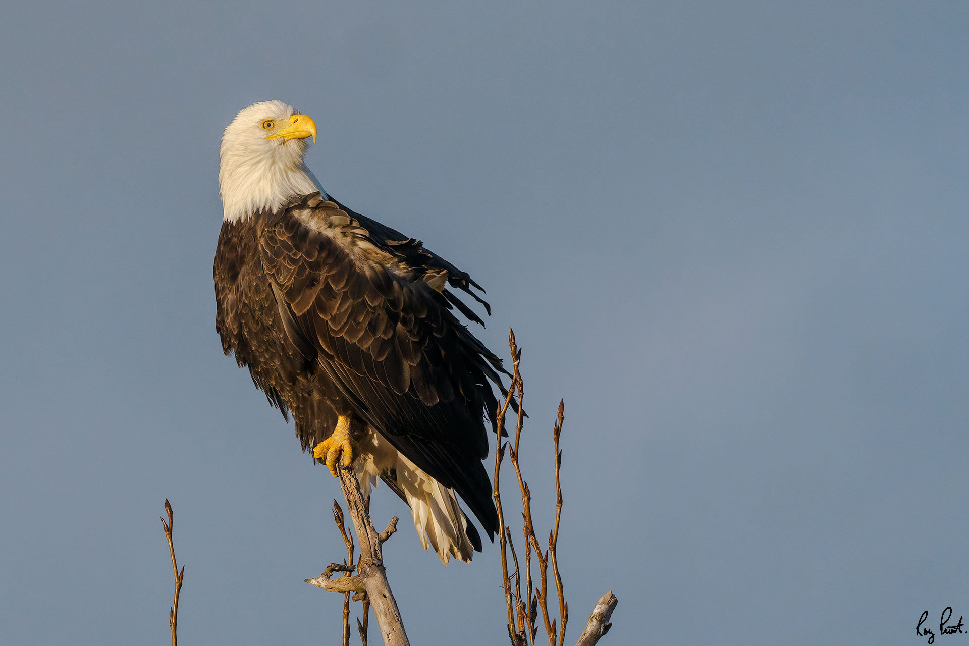 Bald-Eagle-0814-DxO_DeepPRIME-3.jpg
