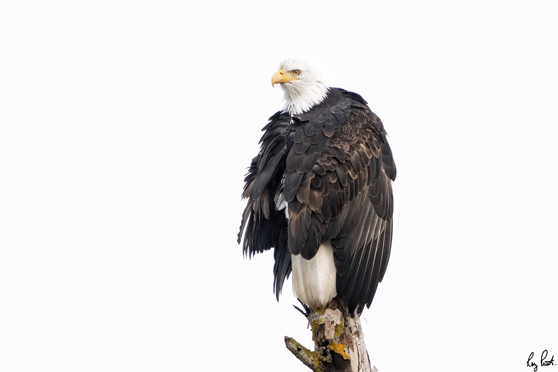Bald-Eagle-2222.jpg