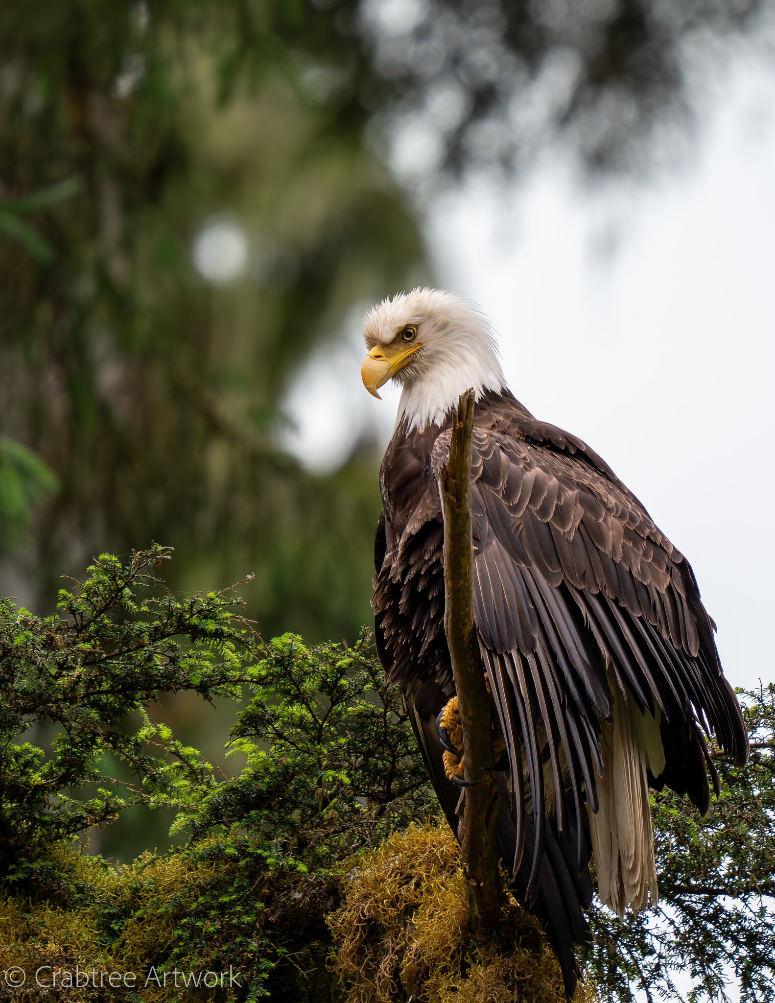 Bald Eagle Anan Observatory-Alaska.jpeg