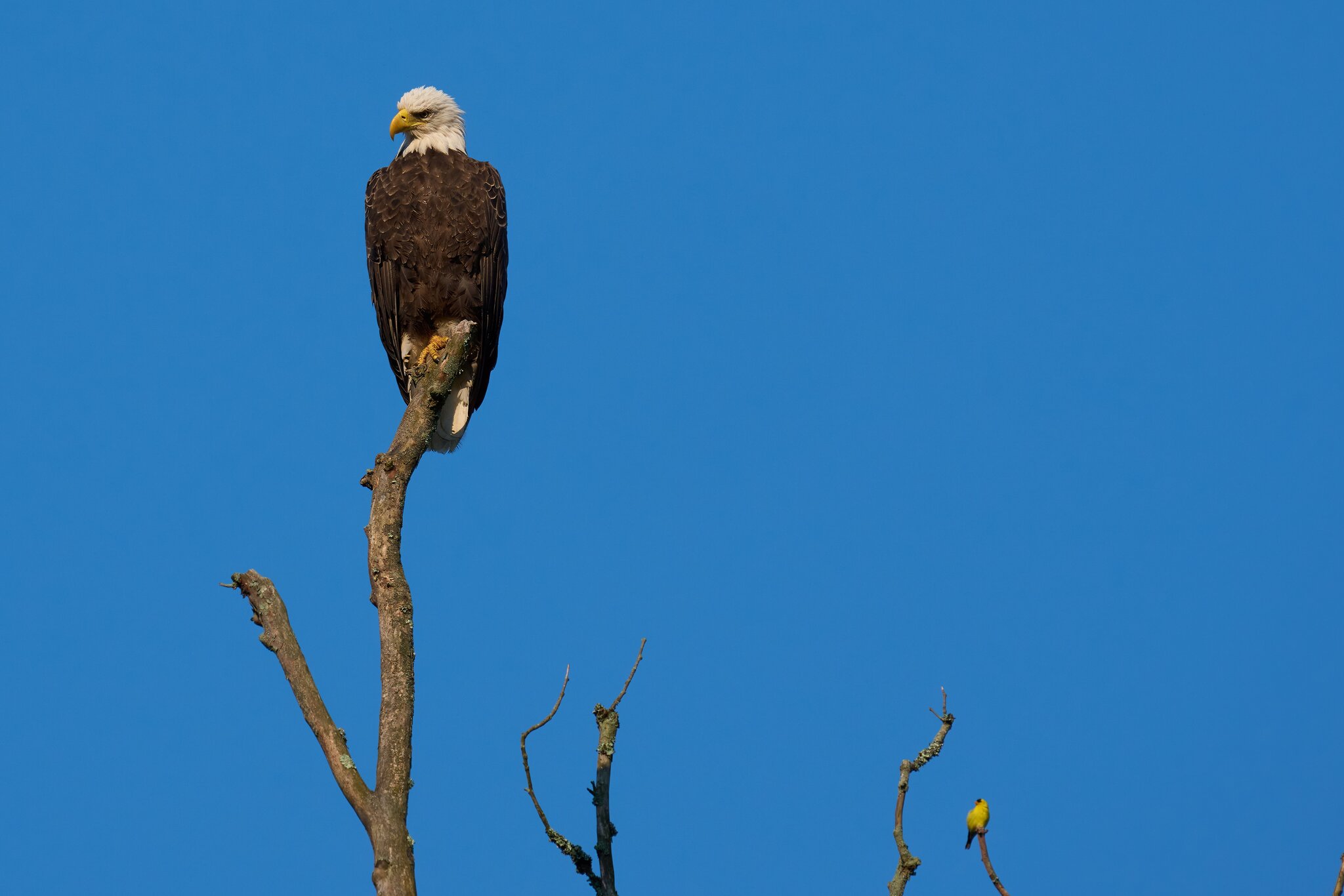 Bald Eagle - BCSP TB - 08032025 - 02 - DN.jpg