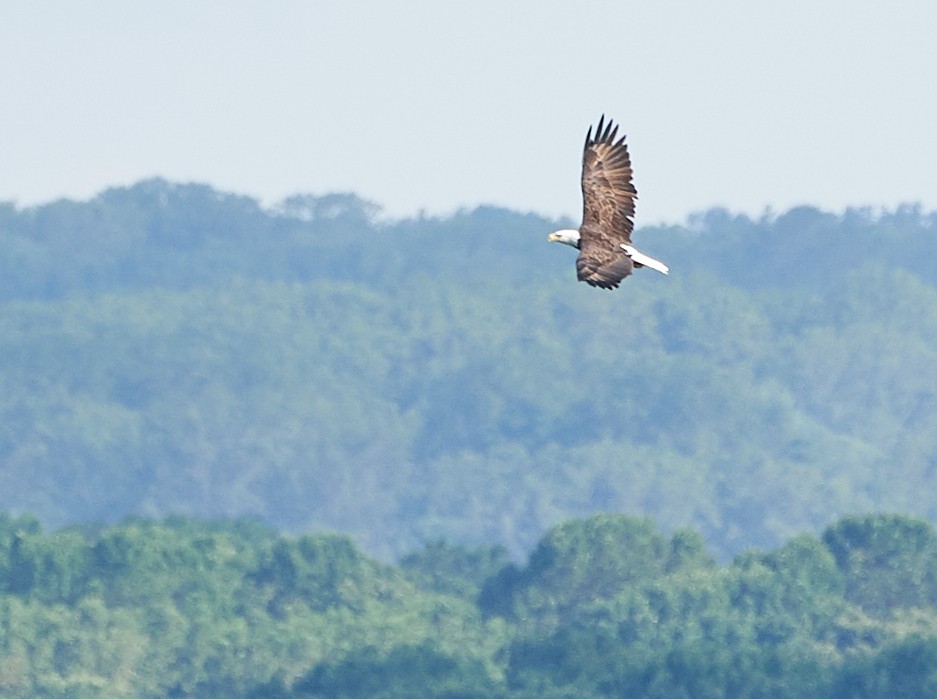 Bald Eagle - Granogue - 09222018 - 03.jpg