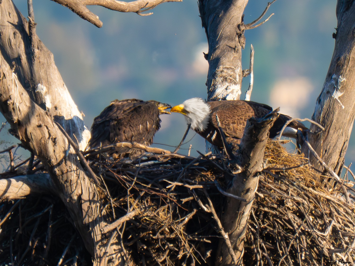 Bald Eagles 41331.jpg