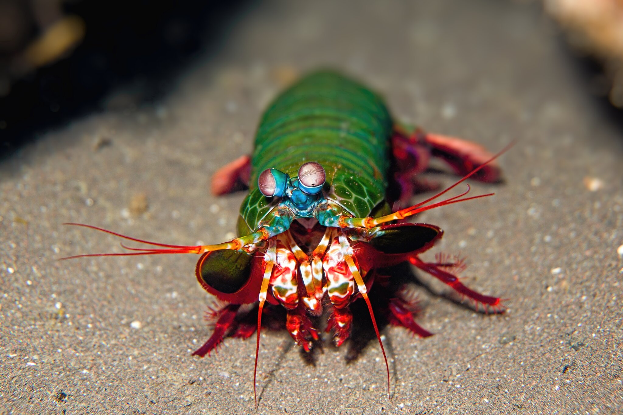 Bali Gili 2022 MantisBali  2022 Mantis 22Bali  2022 Mantis 22Bali  2022 Mantis 22Bali  2022 Ma...jpg